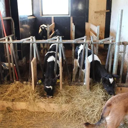 On The Willmann Farm Erlenbach (Baden-Wurttemberg)