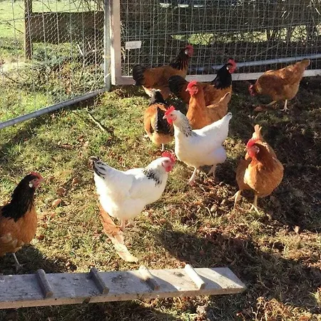 On The Willmann Farm Erlenbach (Baden-Wurttemberg)