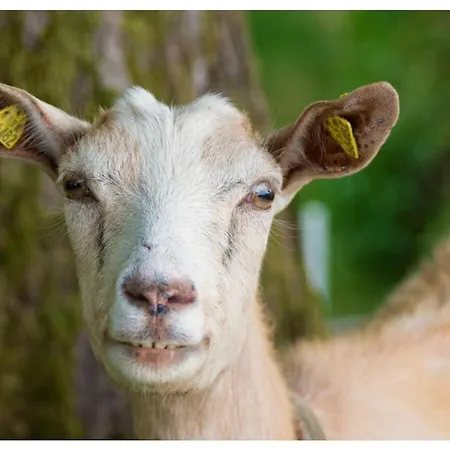 On The Willmann Farm Dom wakacyjny *