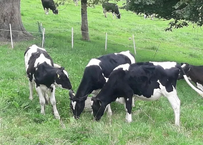 On The Willmann Farm Vakantiehuis Erlenbach (Baden-Wurttemberg)