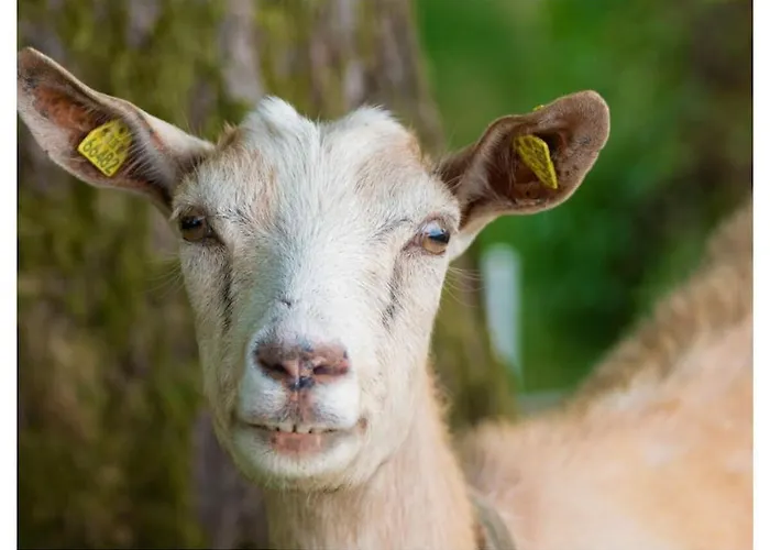 On The Willmann Farm Vakantiehuis *